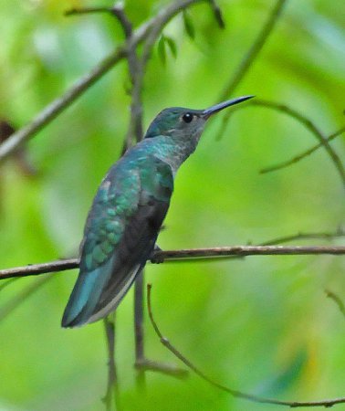 Photo (4): Scaly-breasted Hummingbird