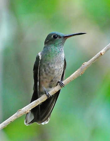 Photo (1): Scaly-breasted Hummingbird