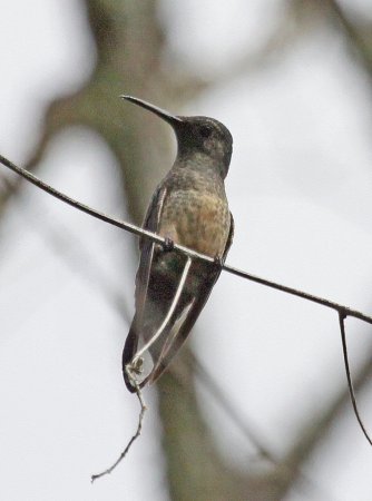 Photo (7): Scaly-breasted Hummingbird