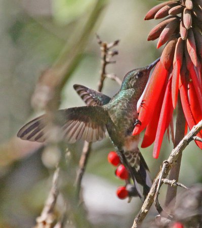 Photo (6): Scaly-breasted Hummingbird
