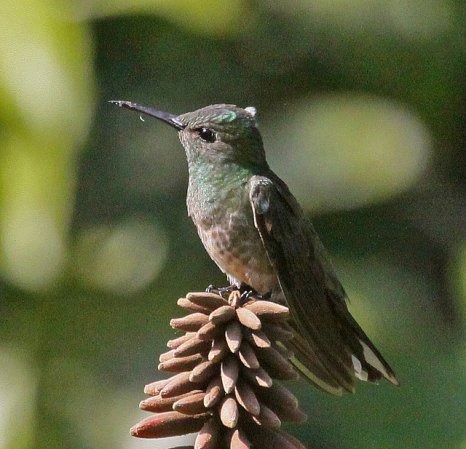 Photo (2): Scaly-breasted Hummingbird