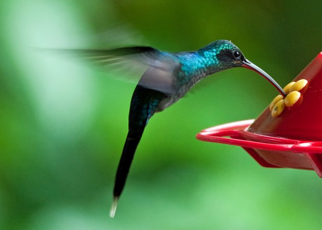 Photo (1): Green Hermit