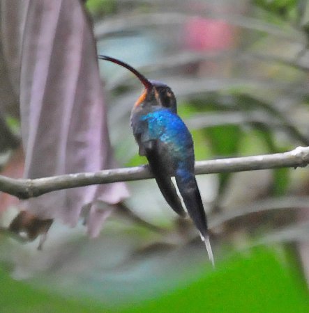 Photo (5): Green Hermit