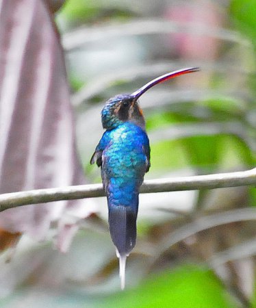 Photo (4): Green Hermit