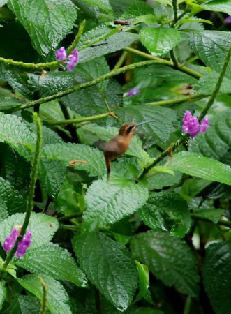 Photo (5): Stripe-throated Hermit
