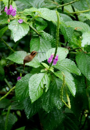 Photo (9): Stripe-throated Hermit
