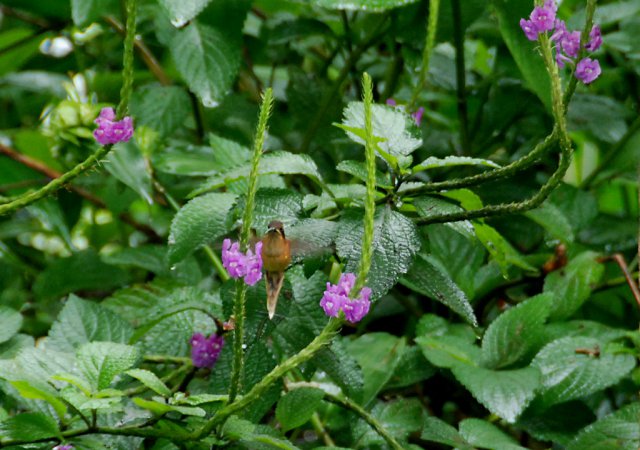 Photo (8): Stripe-throated Hermit