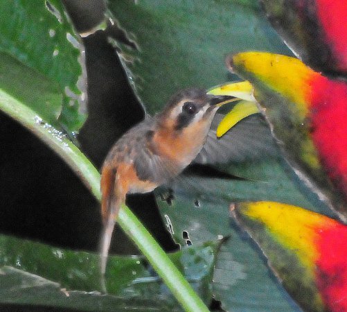 Photo (3): Stripe-throated Hermit