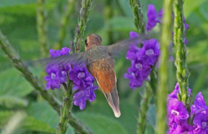 Photo (10): Stripe-throated Hermit