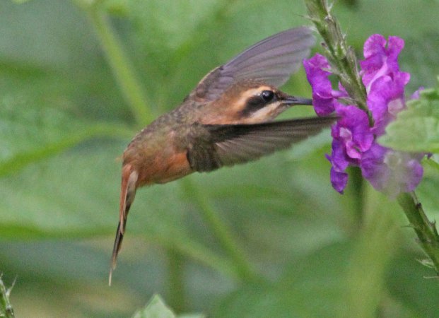 Photo (6): Stripe-throated Hermit