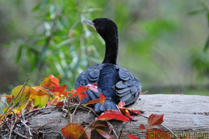 Photo (6): Double-crested Cormorant