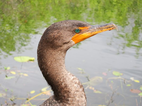 Photo (19): Double-crested Cormorant