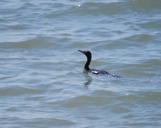 Photo (12): Double-crested Cormorant