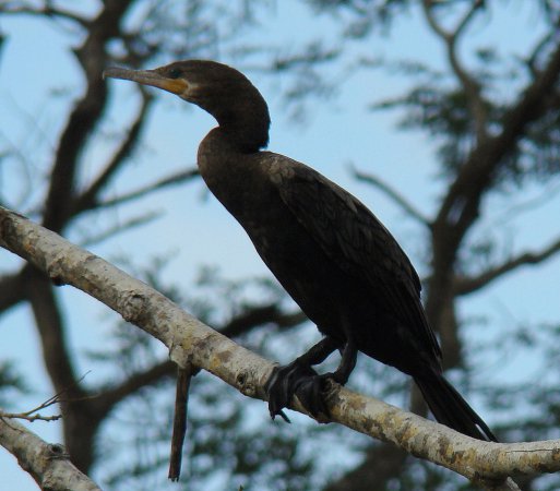 Photo (10): Neotropic Cormorant