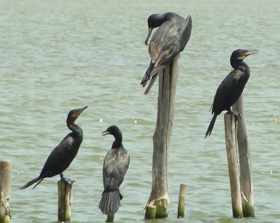 Photo (8): Neotropic Cormorant