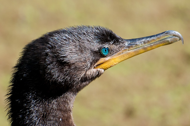 Photo (5): Neotropic Cormorant