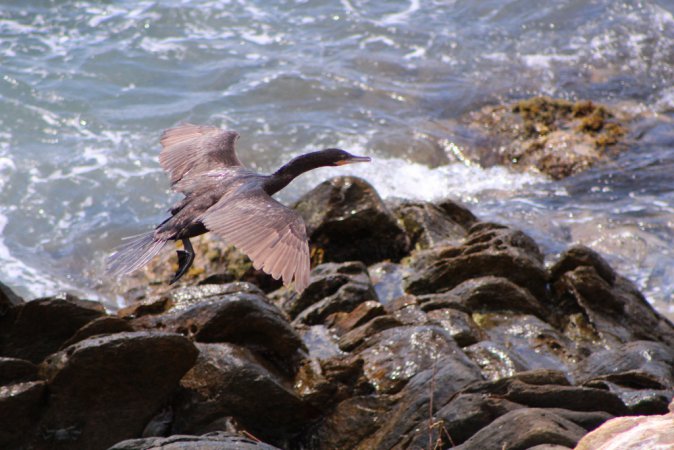 Photo (15): Neotropic Cormorant