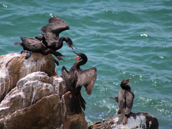 Photo (1): Neotropic Cormorant