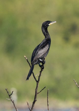 Photo (16): Neotropic Cormorant