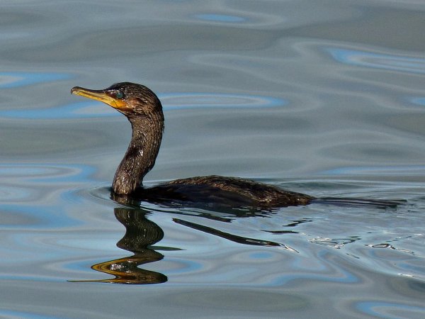 Photo (2): Neotropic Cormorant