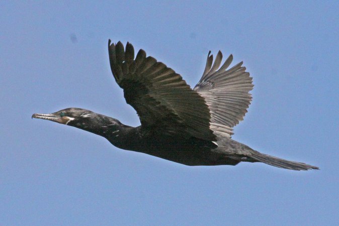 Photo (9): Neotropic Cormorant