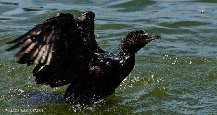 Photo (17): Neotropic Cormorant