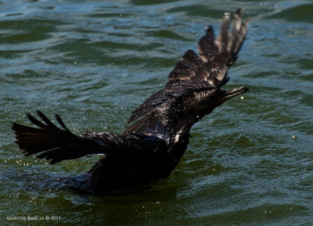 Photo (14): Neotropic Cormorant