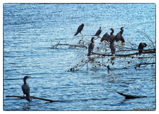 Photo (19): Neotropic Cormorant