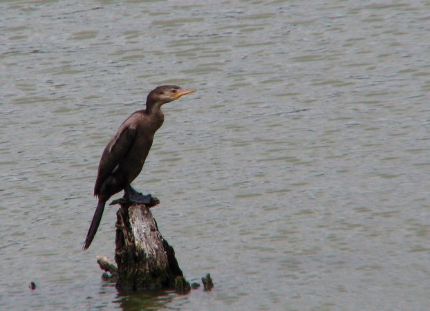Photo (21): Neotropic Cormorant