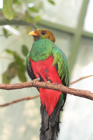 Photo (3): Golden-headed Quetzal