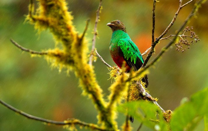 Photo (5): Golden-headed Quetzal