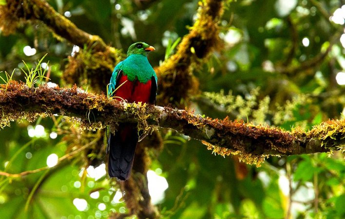 Photo (1): Golden-headed Quetzal