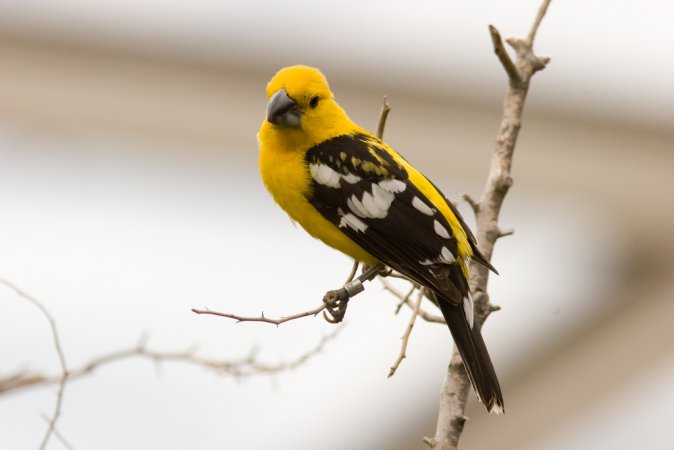 Photo (1): Yellow Grosbeak