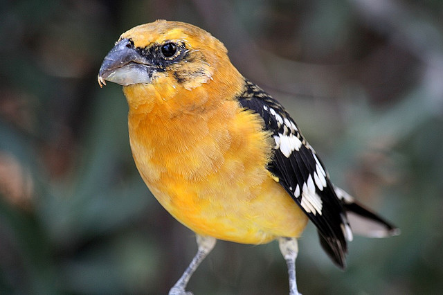 Photo (2): Yellow Grosbeak