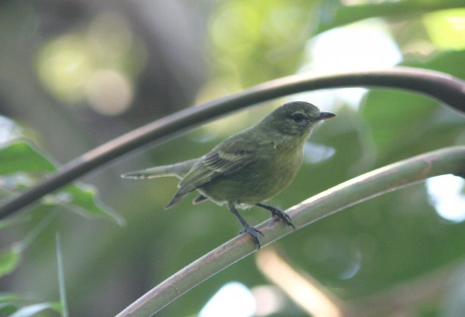 Photo (2): Rough-legged Tyrannulet