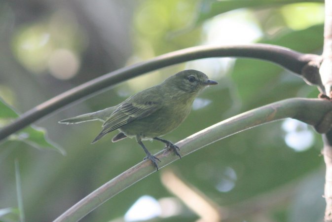 Photo (3): Rough-legged Tyrannulet