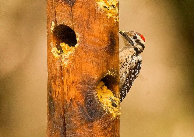 Photo (13): Ladder-backed Woodpecker