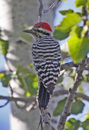 Photo (15): Ladder-backed Woodpecker