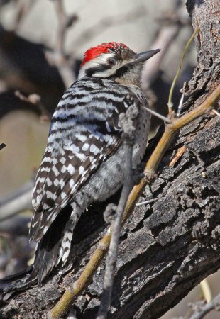 Photo (11): Ladder-backed Woodpecker