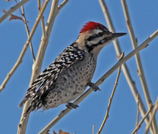 Photo (17): Ladder-backed Woodpecker