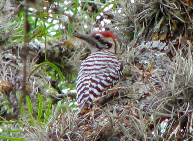 Photo (16): Ladder-backed Woodpecker