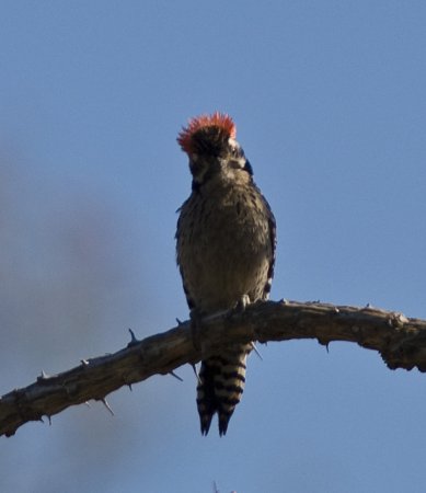 Photo (19): Ladder-backed Woodpecker