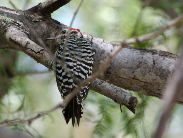 Photo (18): Ladder-backed Woodpecker