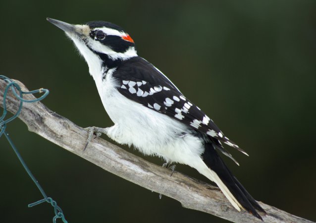 Photo (1): Hairy Woodpecker