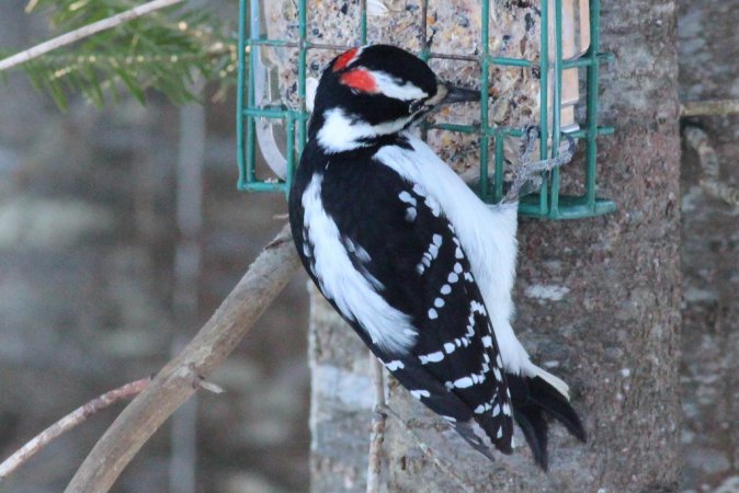 Photo (21): Hairy Woodpecker