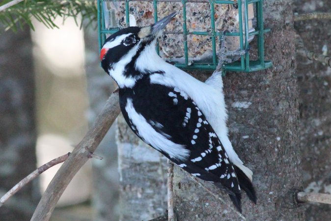 Photo (15): Hairy Woodpecker