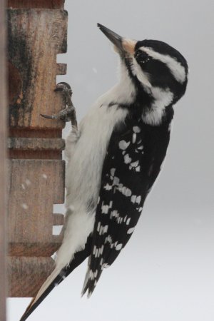 Photo (22): Hairy Woodpecker