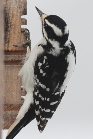 Photo (17): Hairy Woodpecker