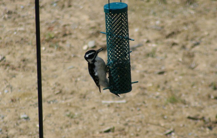 Photo (20): Hairy Woodpecker