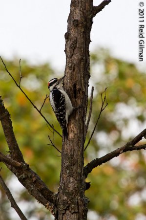 Photo (18): Hairy Woodpecker